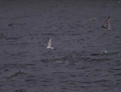 Isms [Ivory Gull] (IMG_7557)