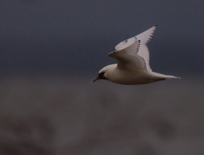 Isms [Ivory Gull] (IMG_7619)