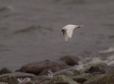 Isms [Ivory Gull] (IMG_7655)