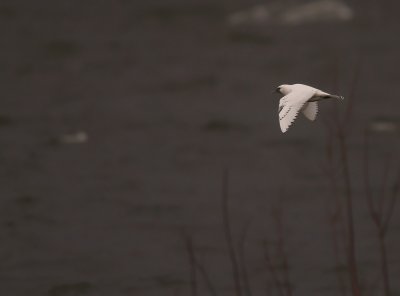 Isms [Ivory Gull] (IMG_7719)