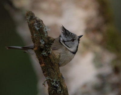 Tofsmes [Crested Tit] (IMG_8079)