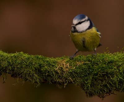 Blmes  [Eurasian Blue Tit] (IMG_7911)