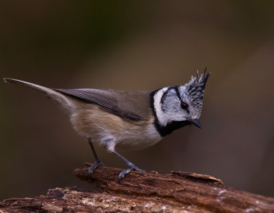 Tofsmes [Crested Tit] (IMG_7929)
