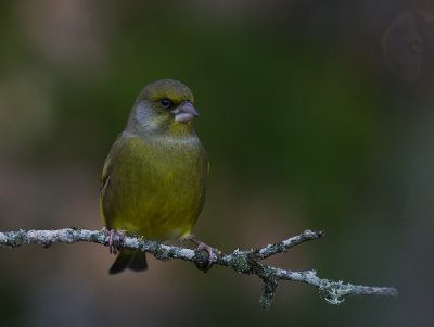 Grnfink [European Greenfinch] (IMG_8125)