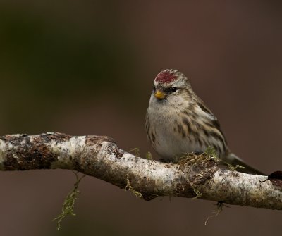 Grsiska [Common Redpoll] (IMG_7989)