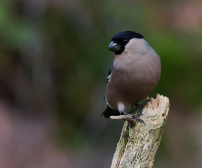 Domherre  [Common Bullfinch] (IMG_7826)