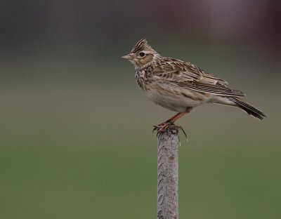 Snglrka [Eurasian Skylark] (IMG_6047)