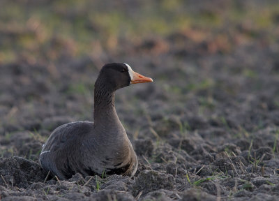 Blsgs [Greater White-fronted Goose] (IMG_8453)