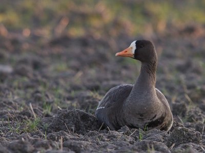 Blsgs [Greater White-fronted Goose] (IMG_8462)