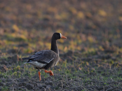 Blsgs [Greater White-fronted Goose] (IMG_8502)