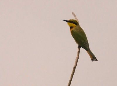 Birds in Ghana
