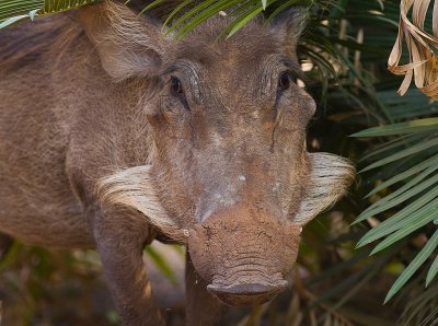 Common Warthog (IMG_0990)