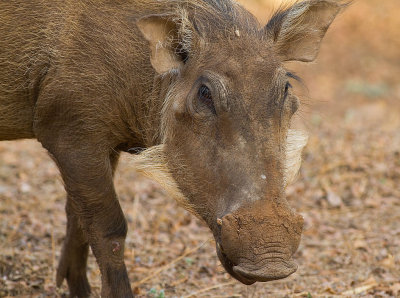 Common Warthog (IMG_0996)