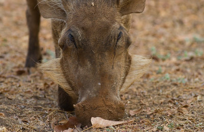 Common Warthog (IMG_1000)