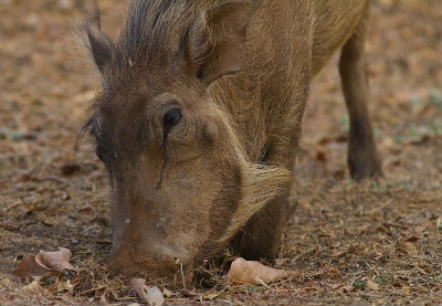 Common Warthog (IMG_1002)