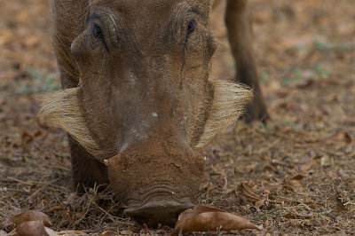 Common Warthog (IMG_1004)
