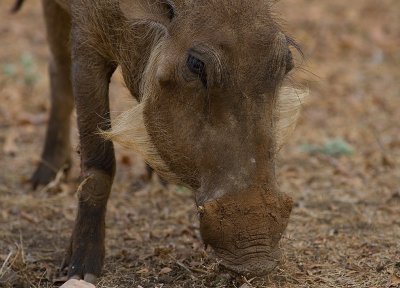 Common Warthog (IMG_1005)