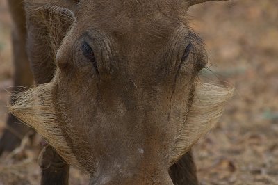 Common Warthog (IMG_1006)