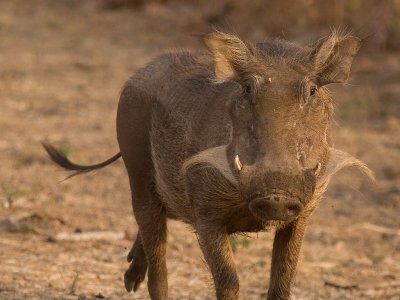 Common Warthog (IMG_1020)