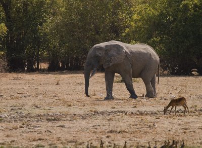 African elephant (IMG_1390)