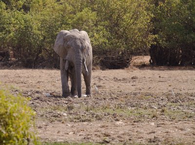 African elephant (IMG_1410)