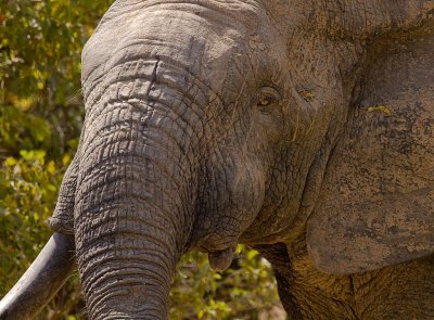 African elephant (IMG_1457)