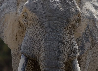African elephant (IMG_1460)