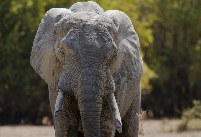 African elephant (IMG_1461)