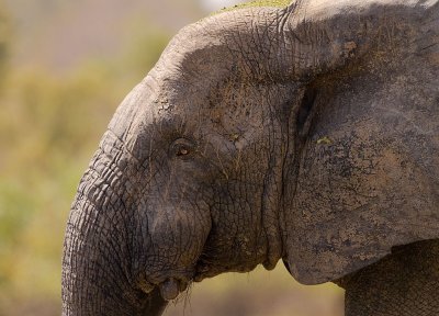 African elephant (IMG_1464)