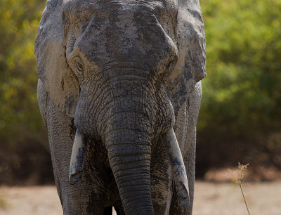 African elephant (IMG_1467)
