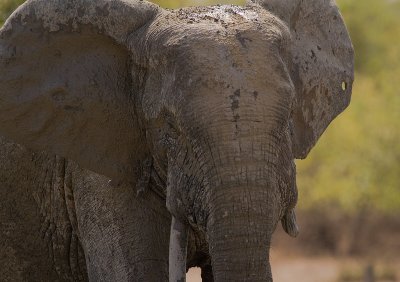 African elephant (IMG_1470)