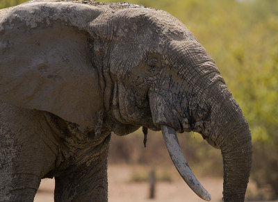 African elephant (IMG_1472)