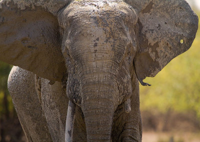African elephant (IMG_1478)