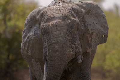 African elephant (IMG_1479)