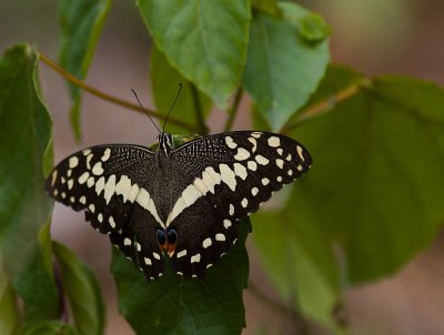 Citrus Swallowtail (IMG_0347)