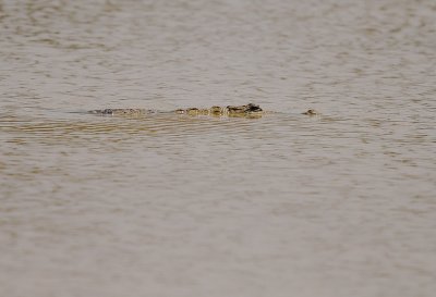 IMG_1558-kroko.jpg