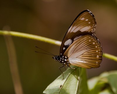 Forest Queen Butterfly (IMG_2330)