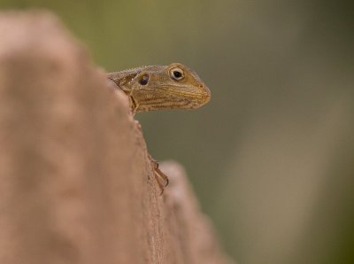 IMG_3971-rep.jpg