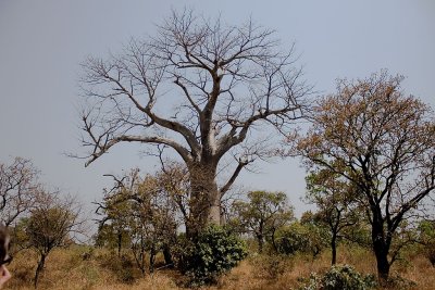 Baobab (IMG_5068)