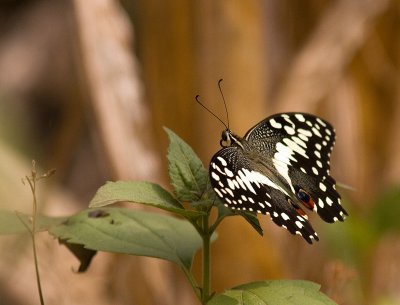 Citrus Swallowtail (IMG_9915)