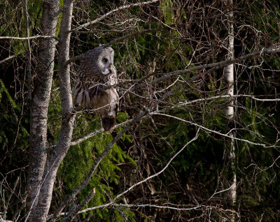 Lappuggla [Great Grey Owl] (Lappuggla [Great Grey Owl] (IMG_2729)