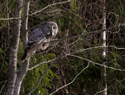 Lappuggla [Great Grey Owl] (IMG_2733)
