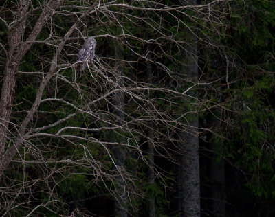 Lappuggla [Great Grey Owl] (IMG_2736)