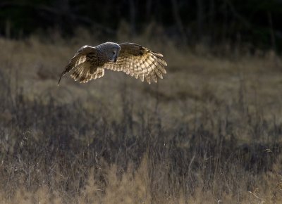 Lappuggla [Great Grey Owl] (IMG_2753)