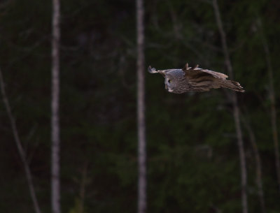 Lappuggla [Great Grey Owl] (IMG_2778)