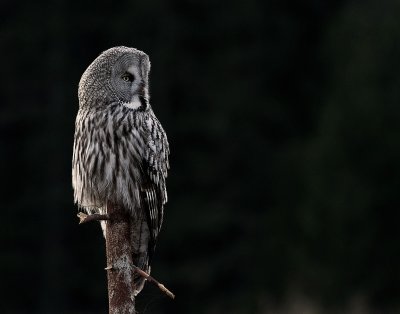 Lappuggla [Great Grey Owl] (IMG_2951)