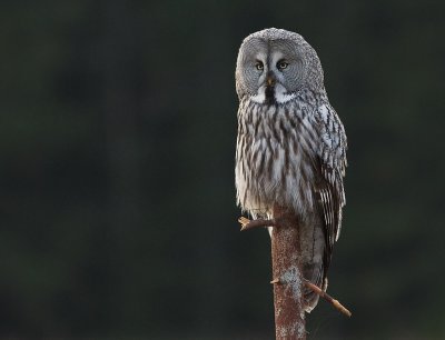 Lappuggla [Great Grey Owl] (IMG_2979)