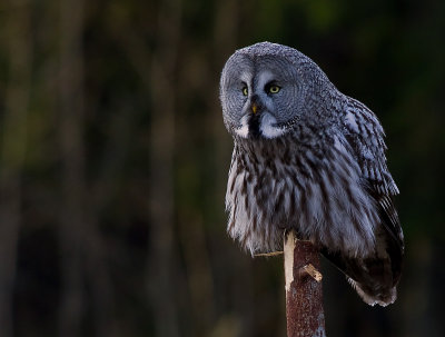 Lappuggla [Great Grey Owl] (IMG_3016)