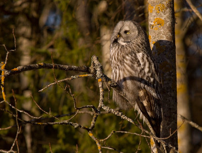 Lappuggla [Great Grey Owl] (IMG_3362)