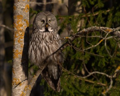 Lappuggla [Great Grey Owl] (IMG_3412)